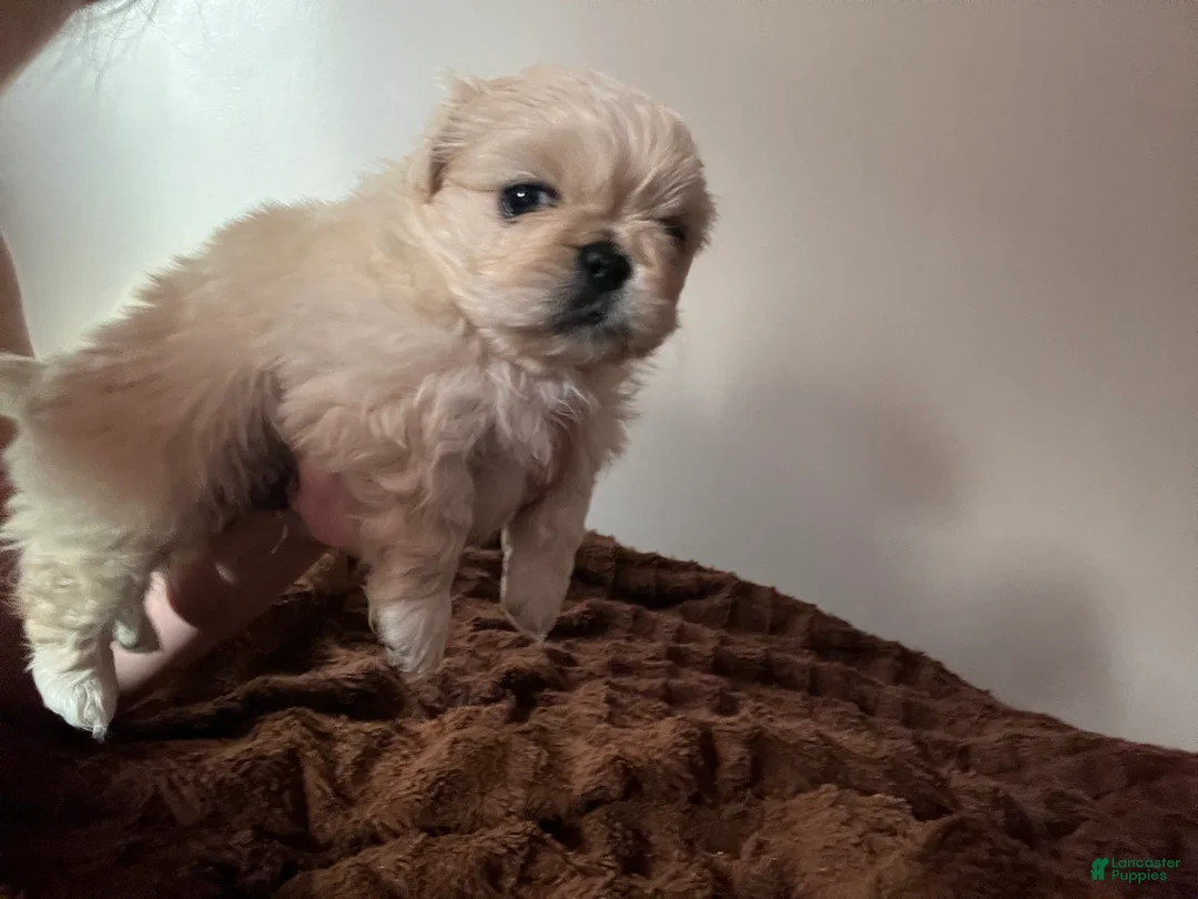 Pekingese dogs for sale: Pekingese Puppy 4 - Ad 1