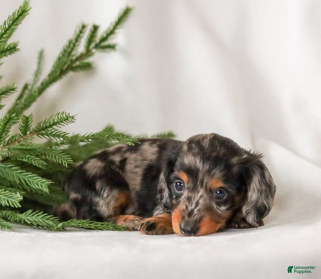 Miniature Dachshund dogs for sale: Izza - Ad 3