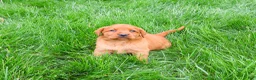 Labrador Retriever dogs for sale: Rachel  - Ad 5