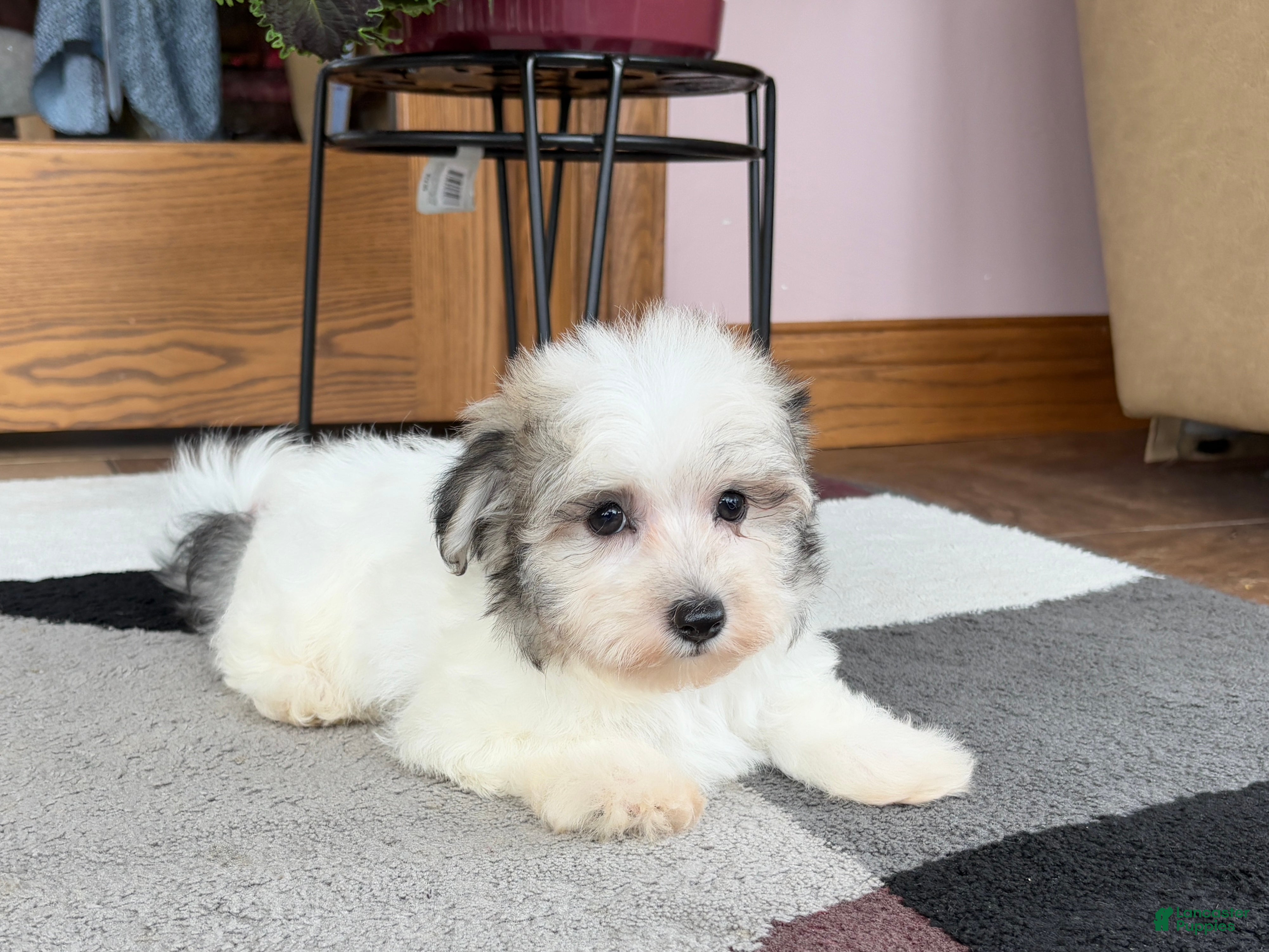 Mixed Breed dogs Bentley - Ad 38