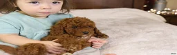 Goldendoodle dogs for sale: Natalie - Ad 4