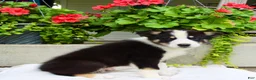 Mixed Breed dogs for sale: Lewy  - Ad 5