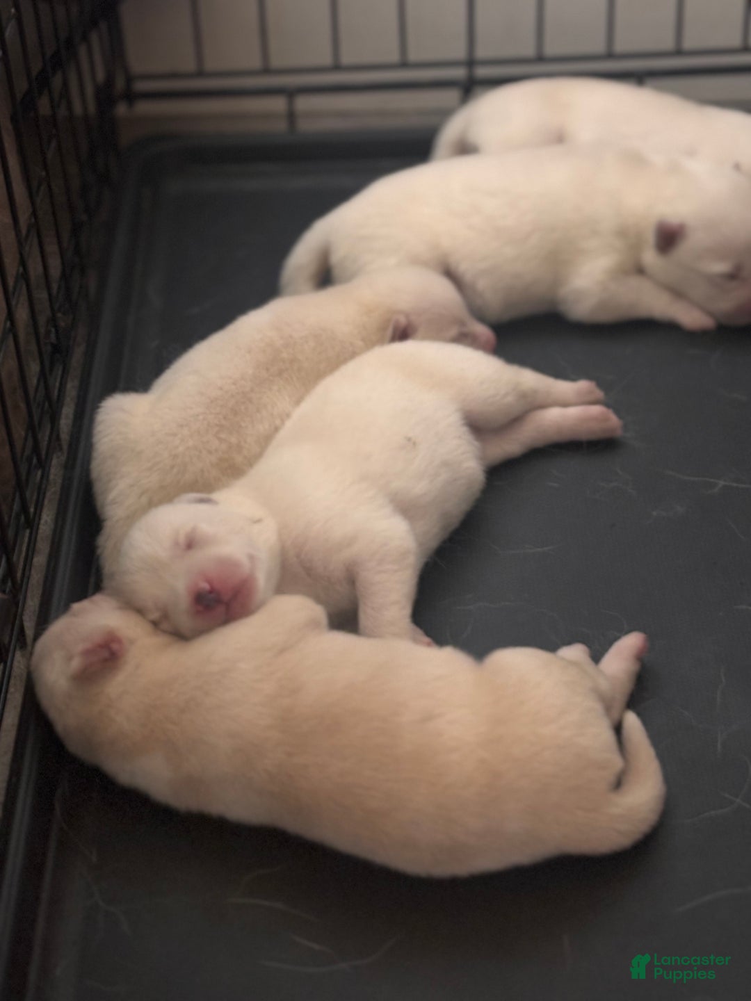 Pomsky dogs for sale: Biscuits  - Ad 10