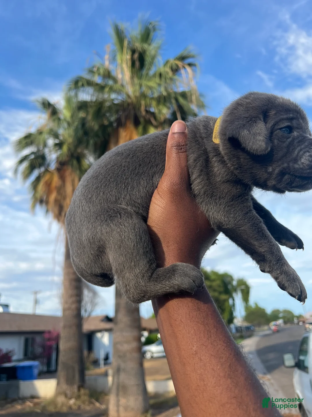 Cane Corso dogs for sale: willow  - Ad 2