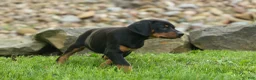 Doberman Pinscher dogs for sale:  Dax (Black Rust)🐶 - Ad 15