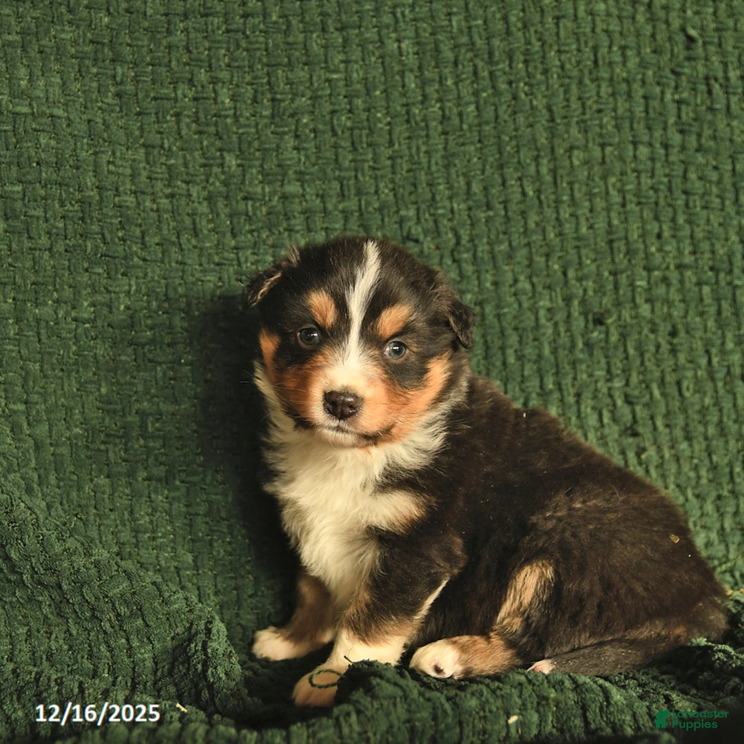 Australian Shepherd dogs for sale: Gray  - Ad 2