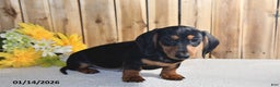 Miniature Dachshund dogs for sale: Vernon - Ad 3