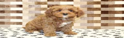 Cavapoo dogs for sale: Grace - Ad 4