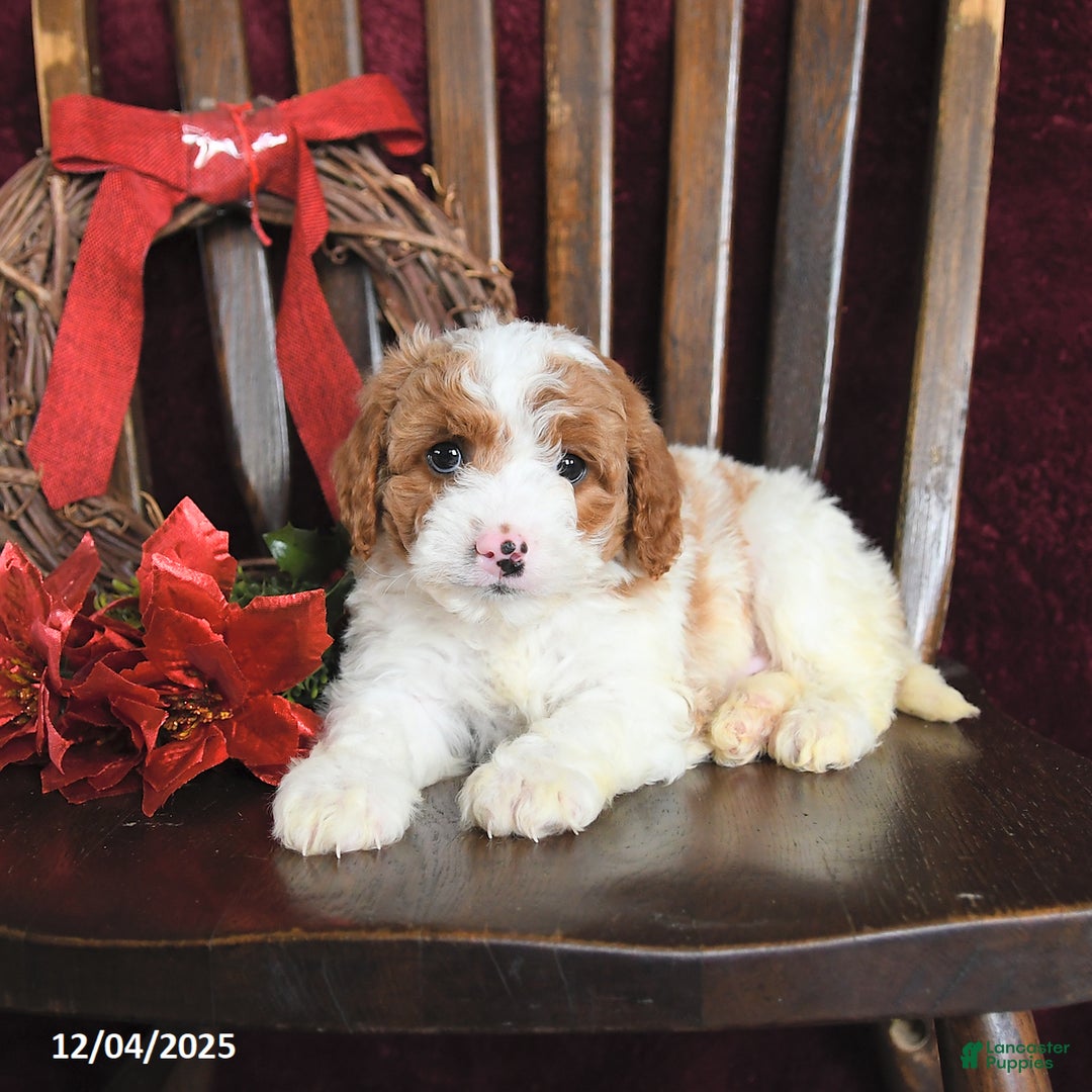 Cavapoo dogs for sale: Marlin - Ad 3