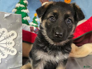 German Shepherd dogs German Shepherd Puppy purple collar - Ad 2