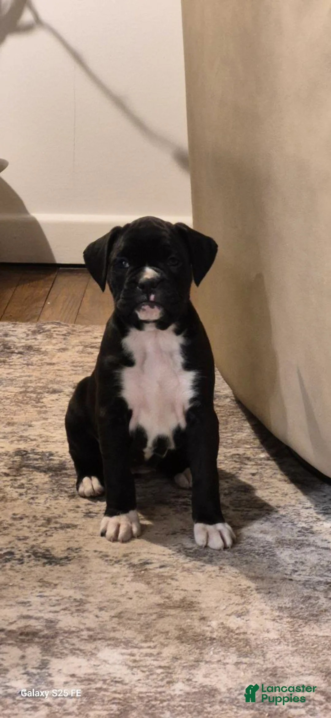 Boxer dogs for sale: Jasmine - Ad 3