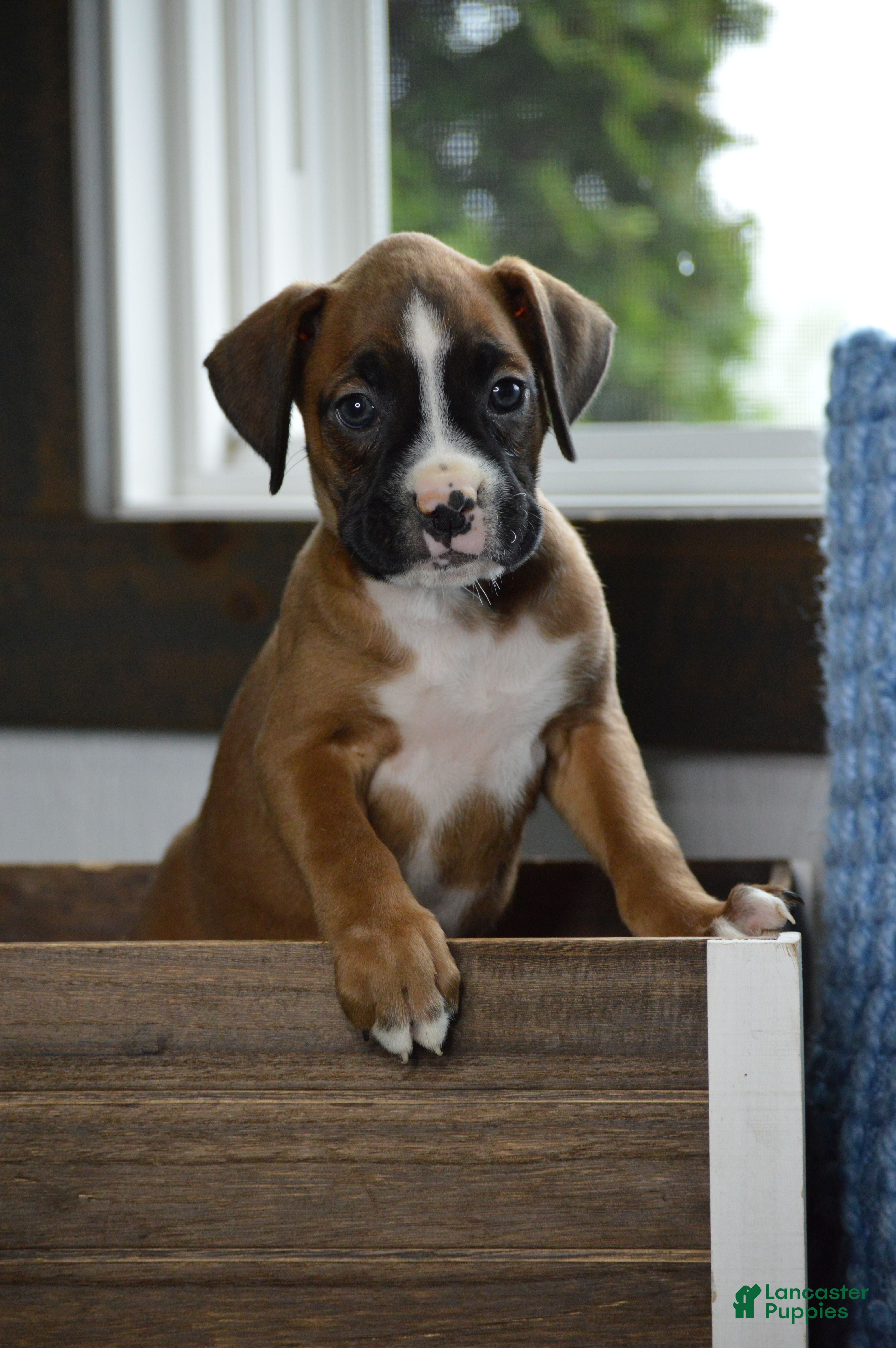 Boxer dogs Harper - Ad 2