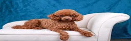 Maltipoo dogs for sale: Cricket - Ad 4