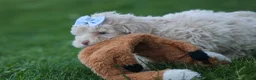 Havapoo dogs for sale: OLEN - Ad 6