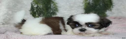 Shih Tzu dogs for sale: Shih Tzu 4 - Ad 2