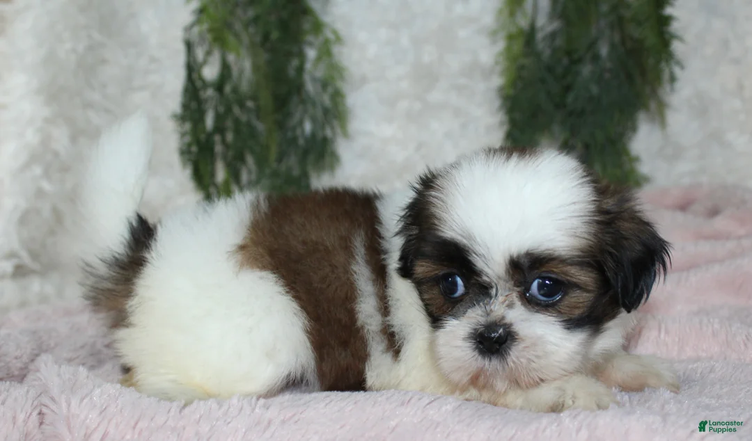 Shih Tzu dogs for sale: Shih Tzu 4 - Ad 2