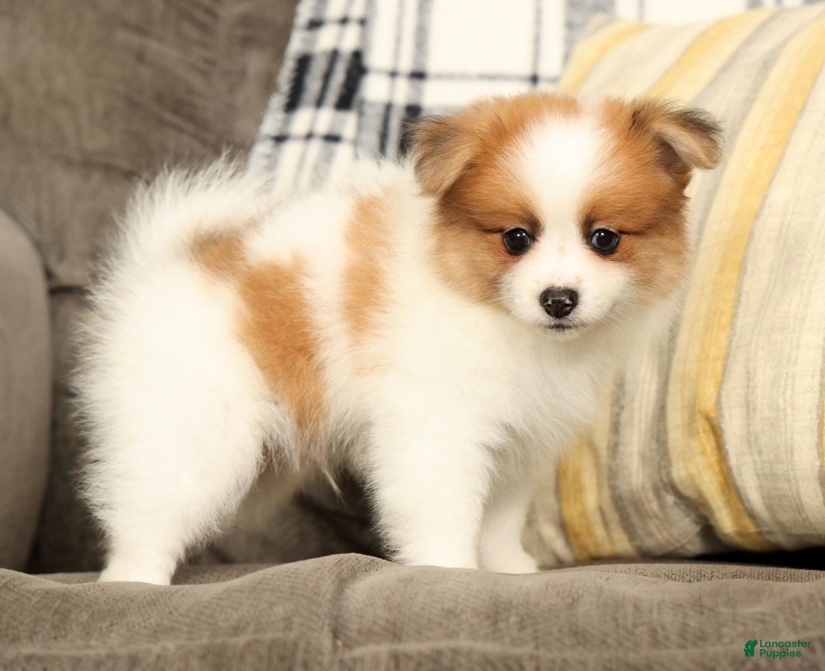 Pomeranian dogs Mason - Ad 1