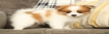 Mason