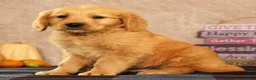 Golden Retriever dogs for sale: Jasper - Ad 3