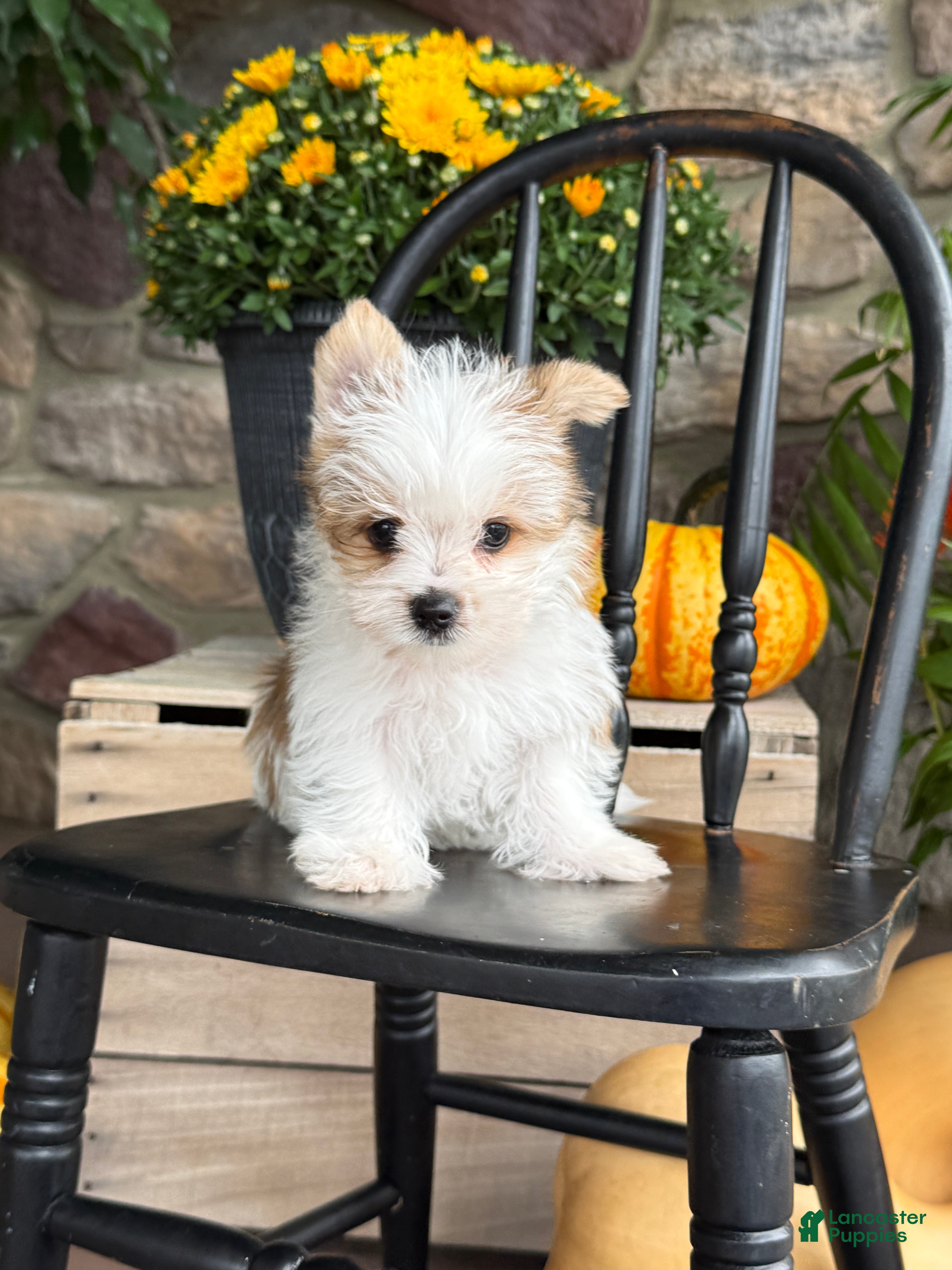 Yorkshire Terrier dogs for sale: Talaney - Ad 2