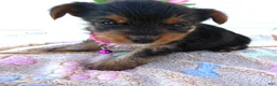 Yorkshire Terrier dogs for sale: Yorkshire Terrier Puppy 3 Tootsie - Ad 2