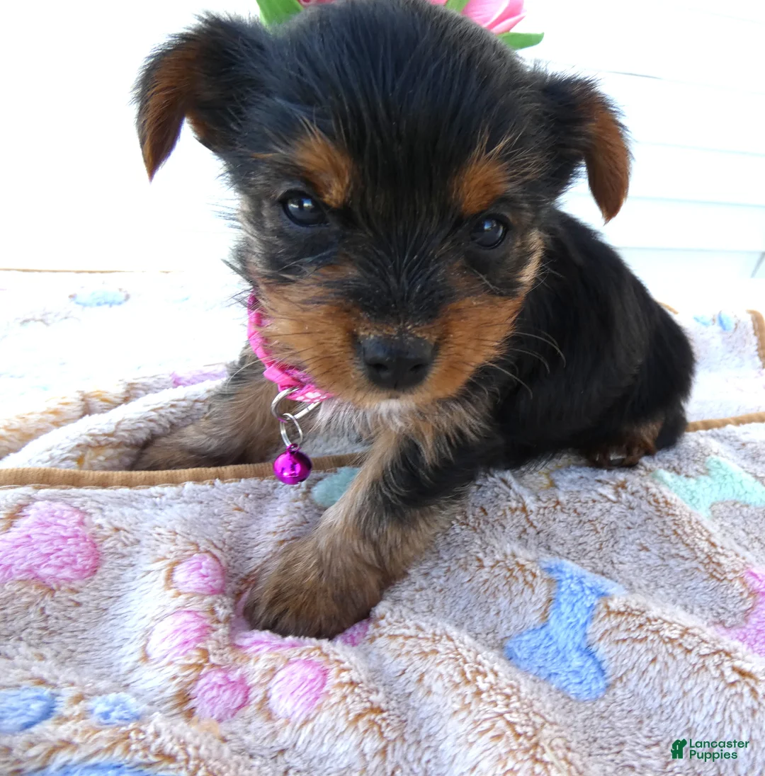 Yorkshire Terrier dogs for sale: Yorkshire Terrier Puppy 3 Tootsie - Ad 2