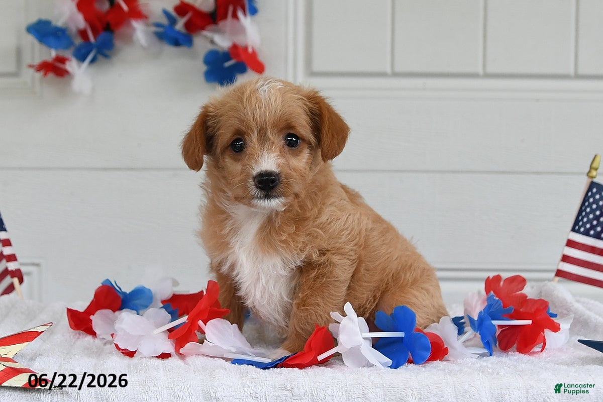 Toy Poodle dogs Sofia - Ad 1