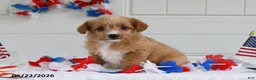 Toy Poodle dogs for sale: Sofia - Ad 1