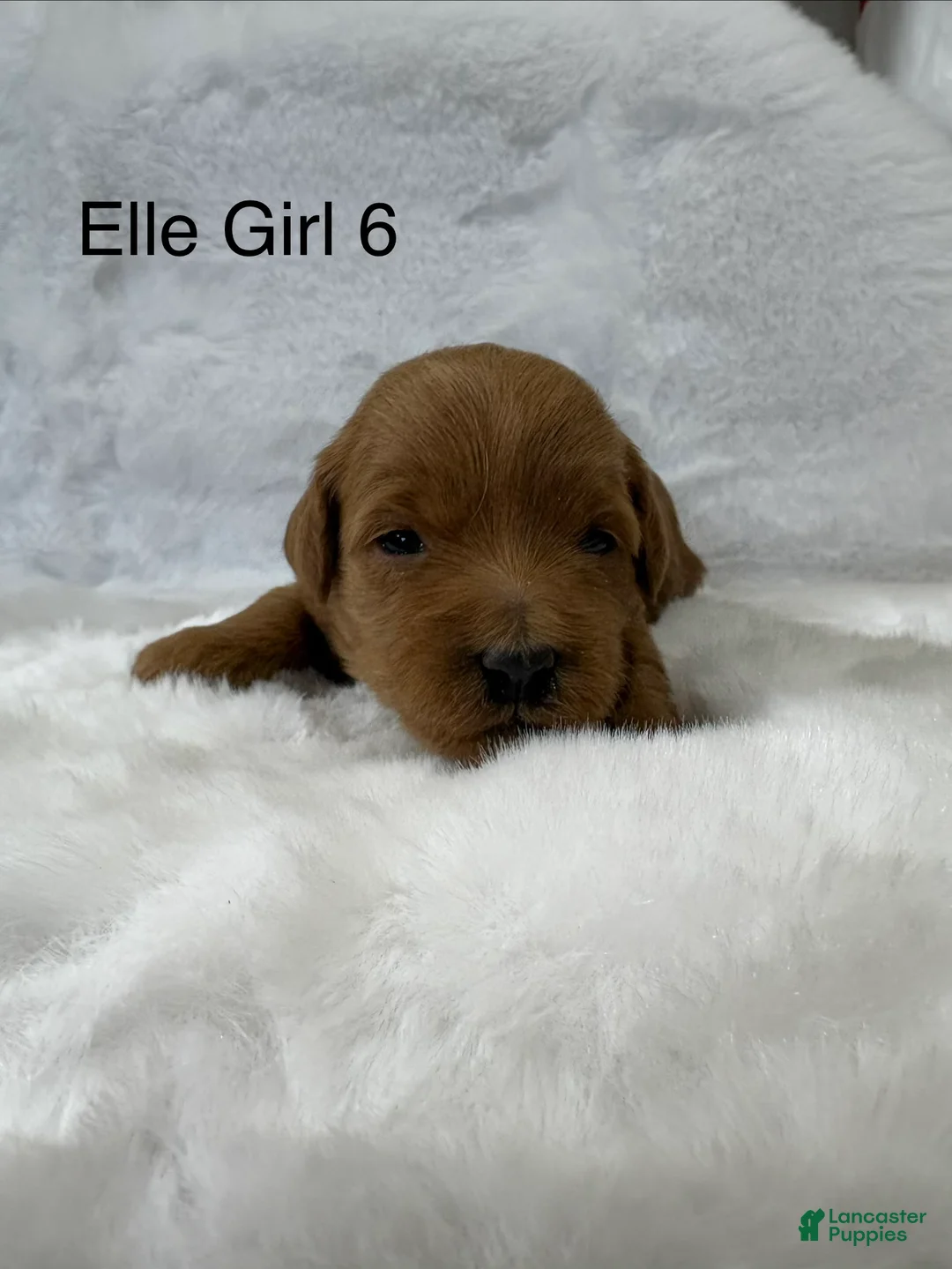 Mini Goldendoodle dogs for sale: Elle Boy 4 - Ad 7