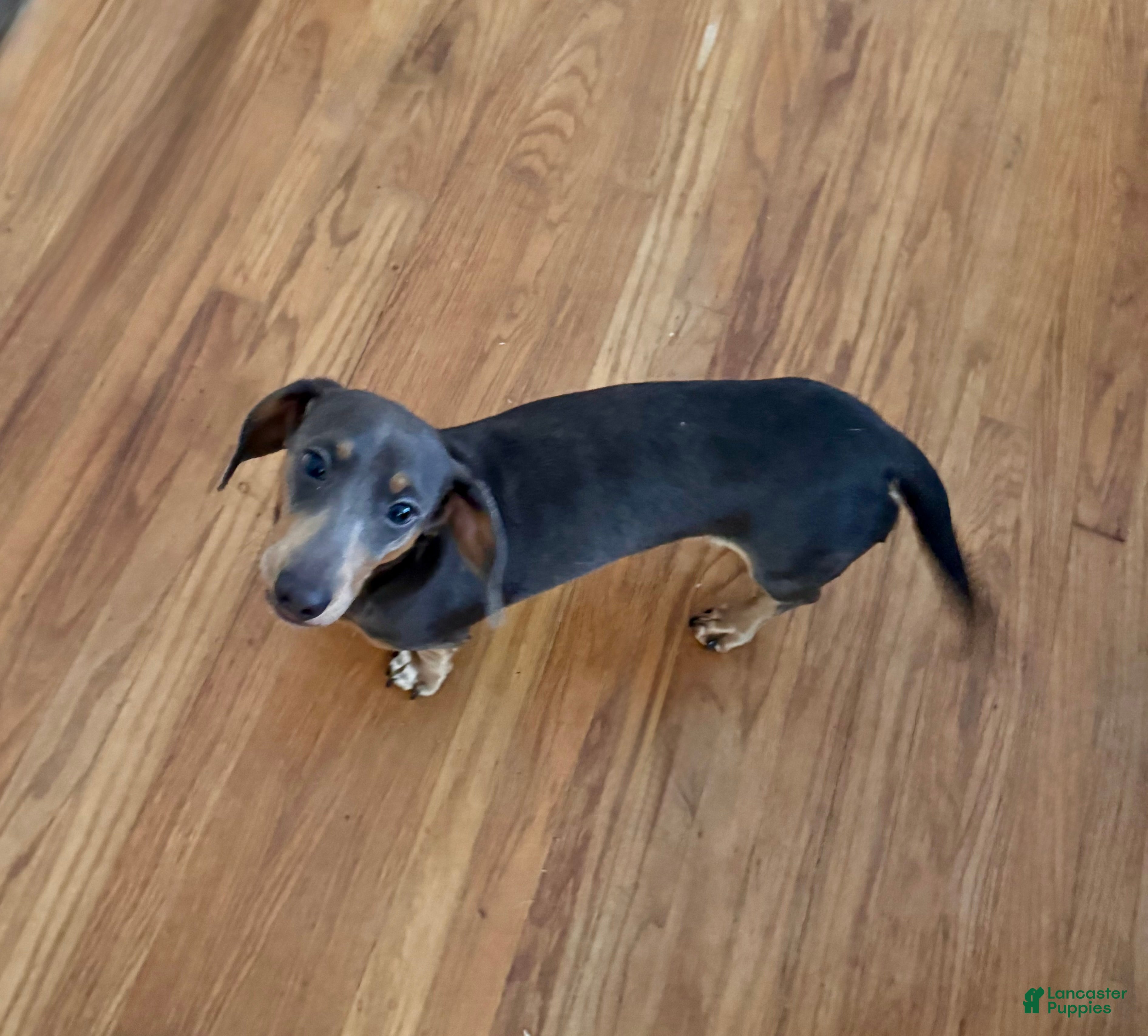 Dachshund dogs Zipper - Ad 2