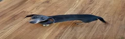 Dachshund dogs for sale: Zipper - Ad 2
