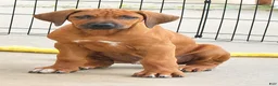 Rhodesian Ridgeback dogs for sale: Rhodesian Ridgeback -Whopper - Ad 3