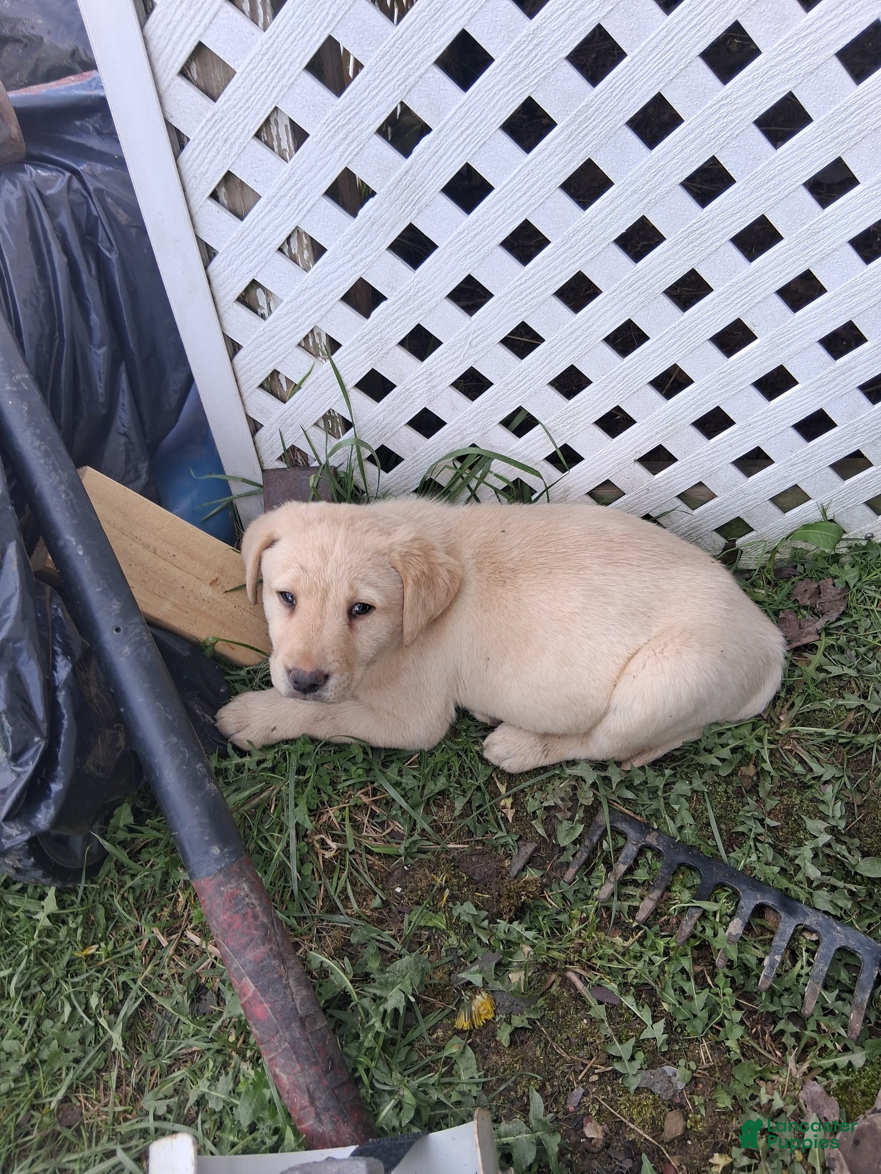 Labrador Retriever dogs Labrador Retriever Puppy 2 - Ad 1