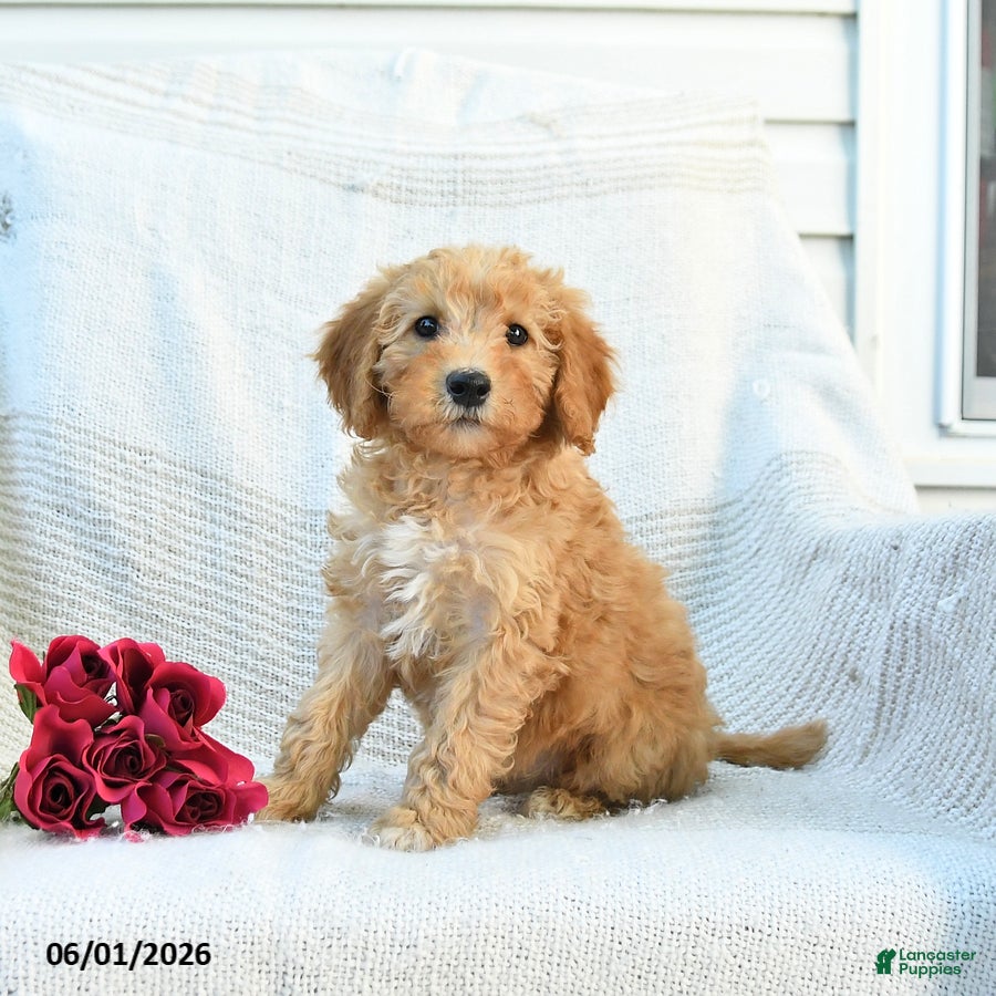 Mini Goldendoodle dogs Myla - Ad 2