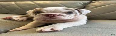 English Bulldog 1