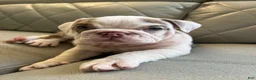 English Bulldog dogs for sale: English Bulldog 1 - Ad 1