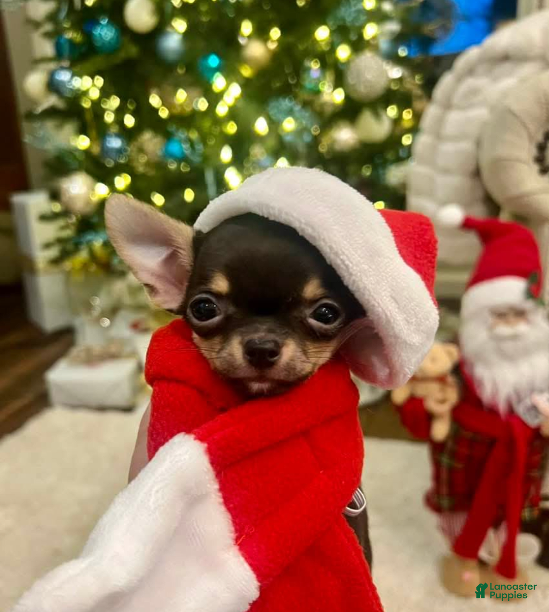 Gallery Image {{count}}