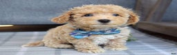 Maltipoo dogs for sale: Frankie  - Ad 8