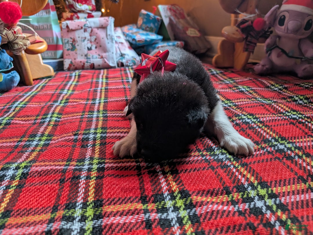 Akita dogs for sale: Akita Puppy 2 - Ad 2