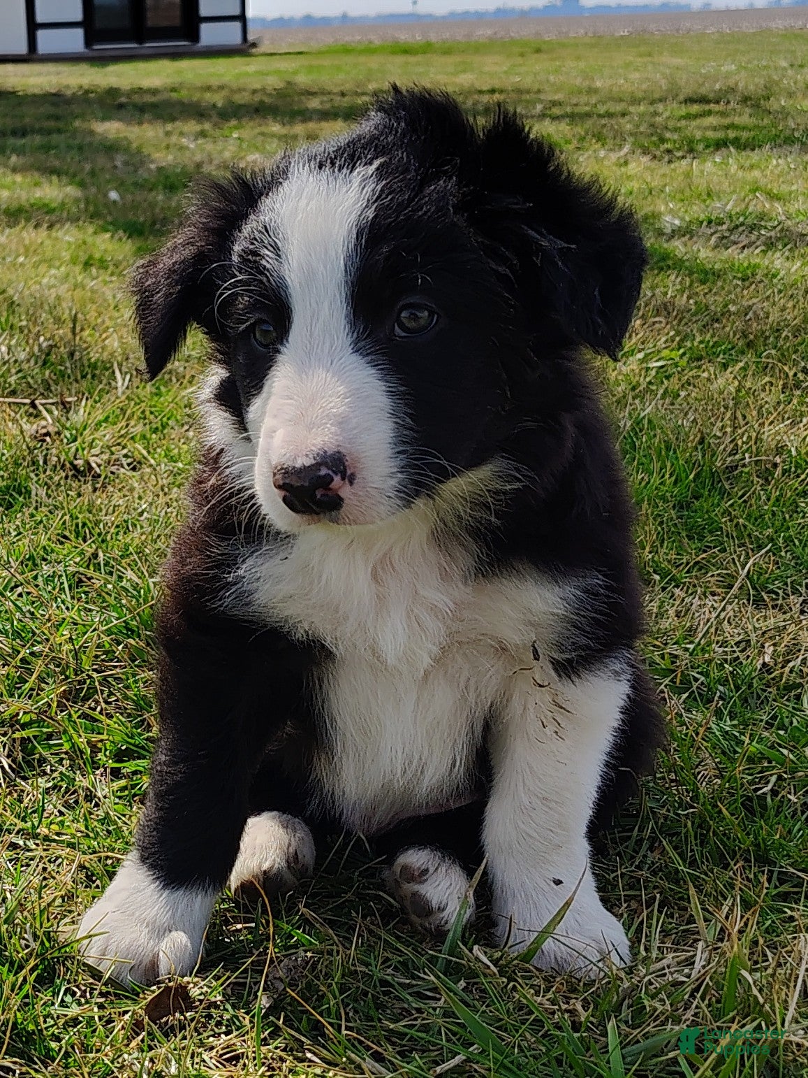 Border Collie dogs Linus - Ad 1