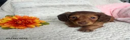 Miniature Dachshund dogs for sale: Kathy - Ad 4
