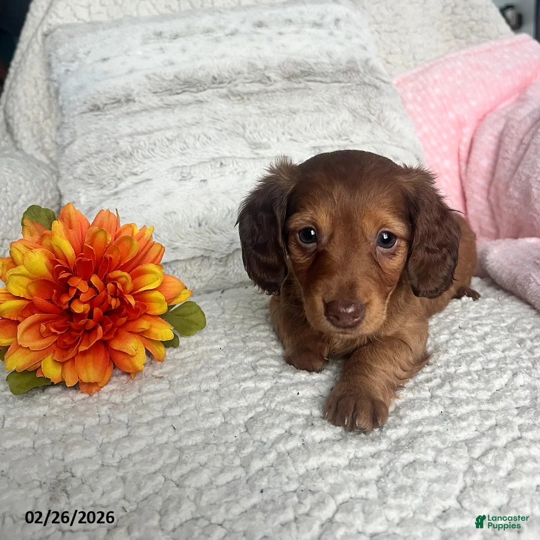 Miniature Dachshund dogs for sale: Kathy - Ad 4