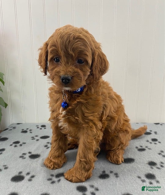 Cavapoo dogs Norman - Ad 1