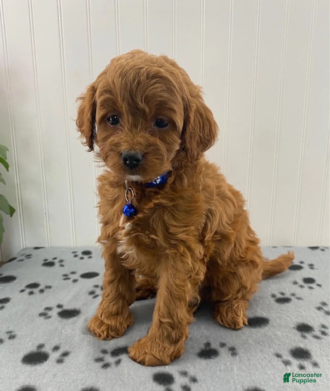 Cavapoo dogs for sale: Norman - Ad 1