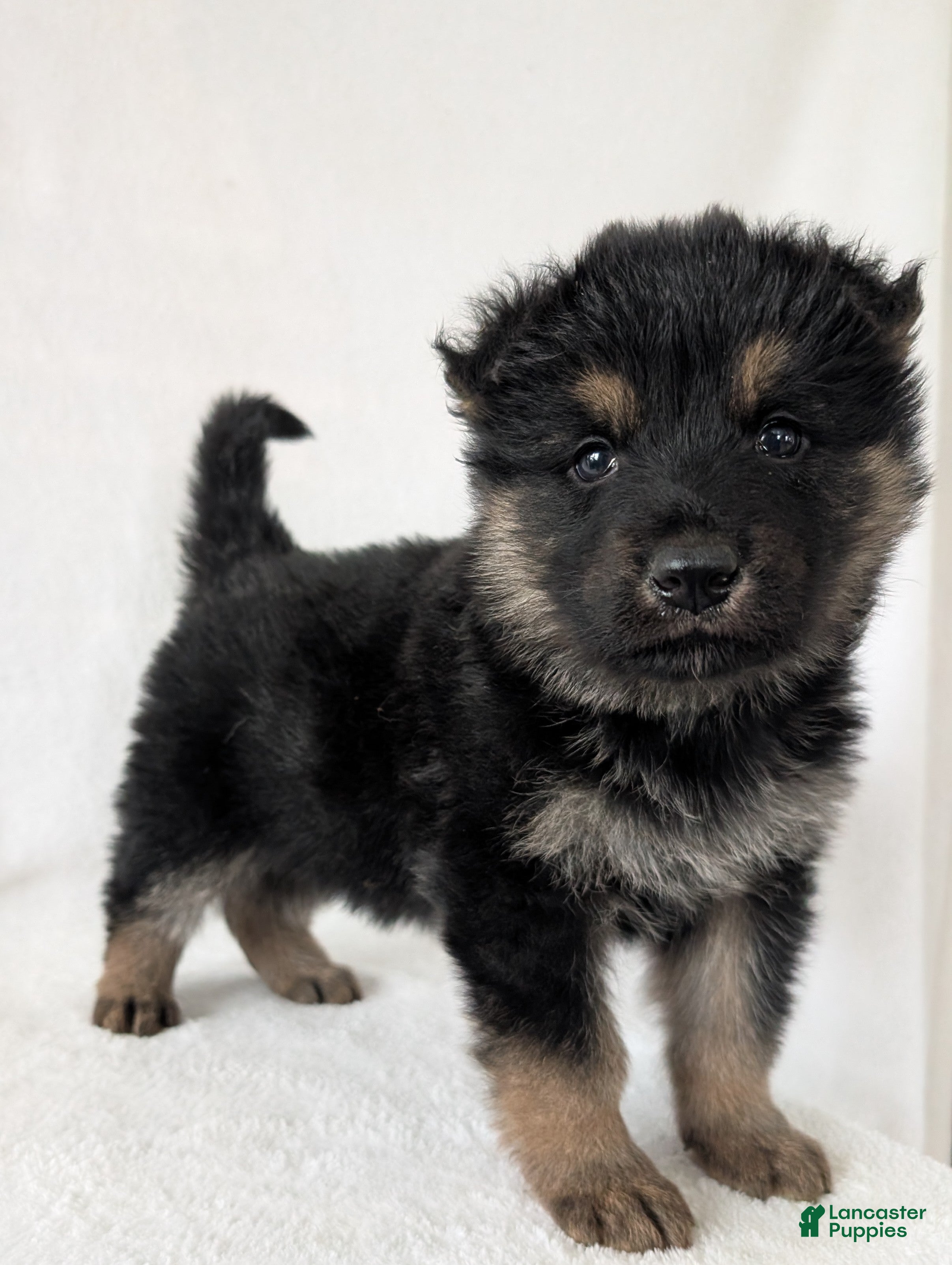 German Shepherd dogs German Shepherd Puppy 7 - Ad 1