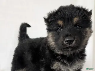 German Shepherd dogs for sale: Kenzie - Ad 3