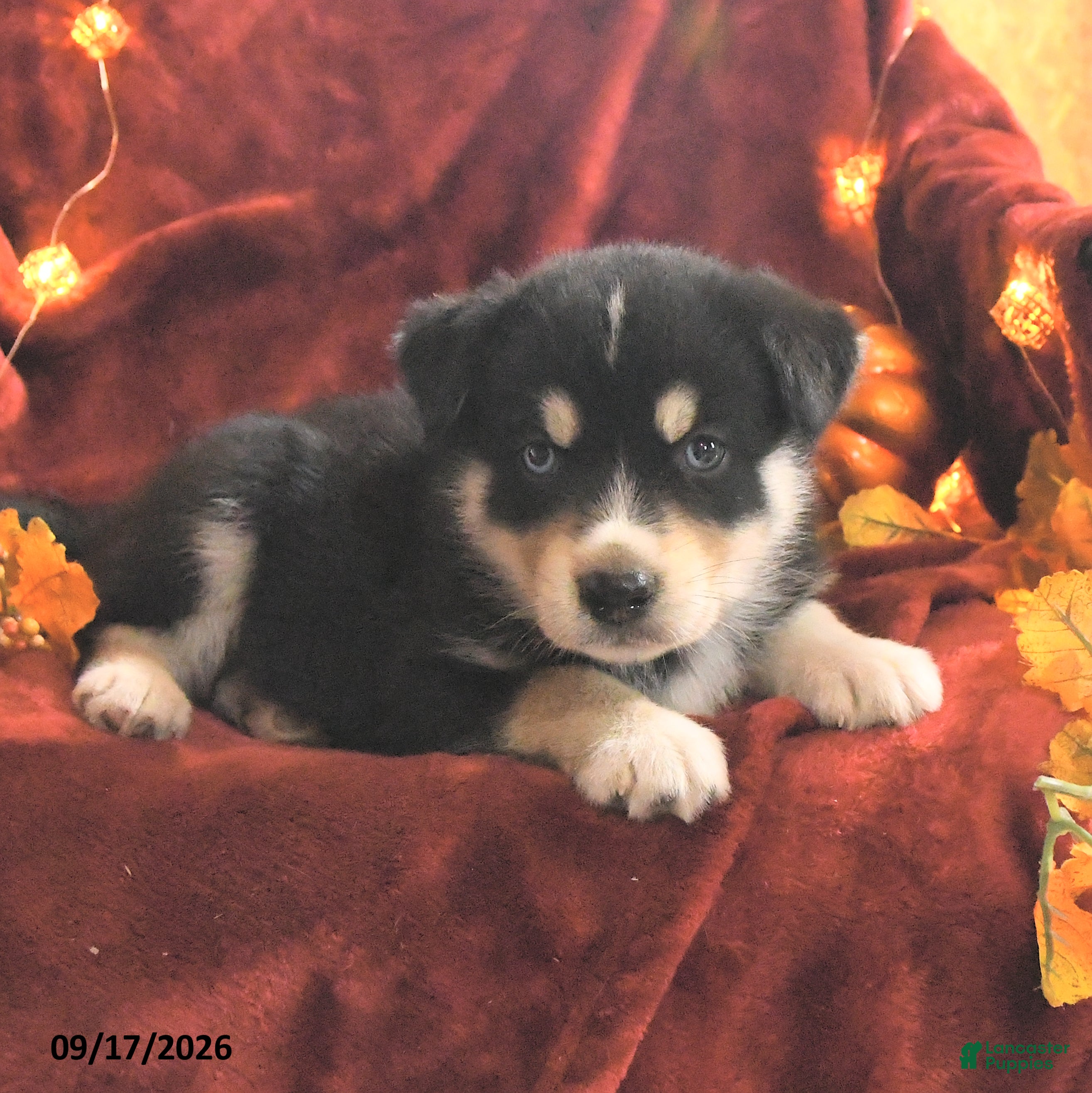 Mixed Breed dogs for sale: Leo - Ad 2