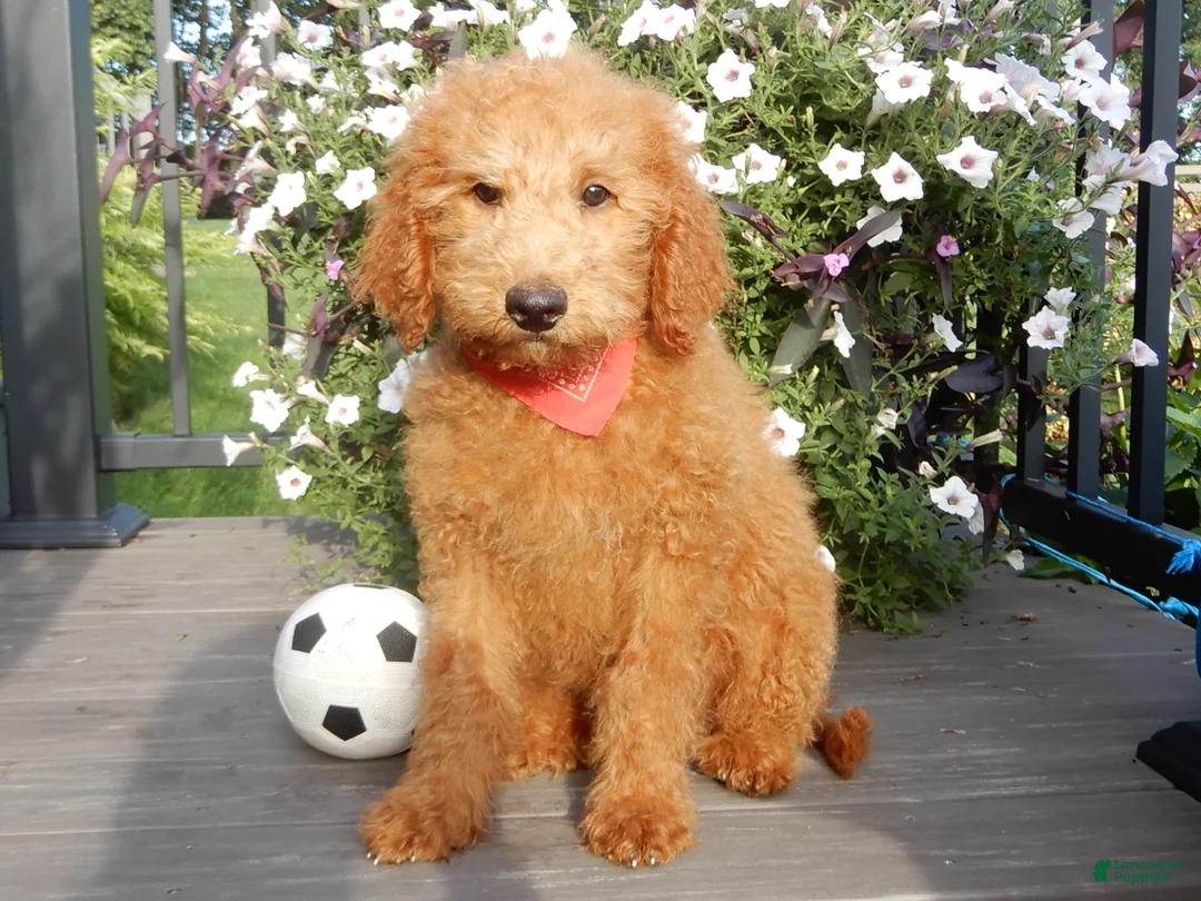 Mini Goldendoodle dogs for sale: Theo (medium) - Ad 1