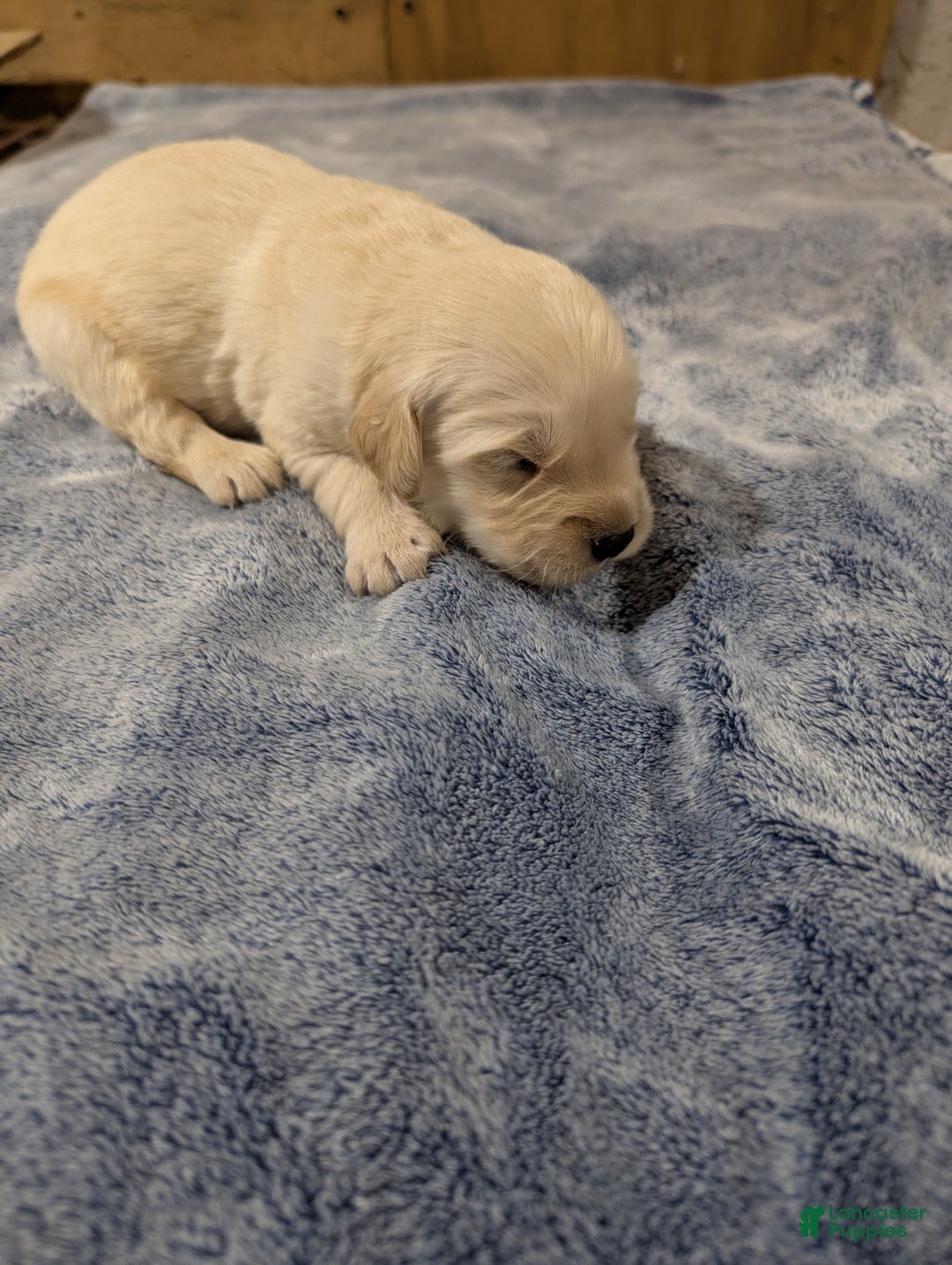 Golden Retriever dogs for sale: Hunter  - Ad 2