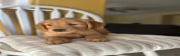 Golden Retriever dogs for sale: Golden Retriever Purple  - Ad 6